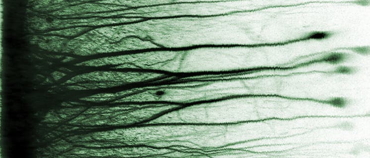 Dekorrelierte Neuronen Dekorrelierte Neuronen