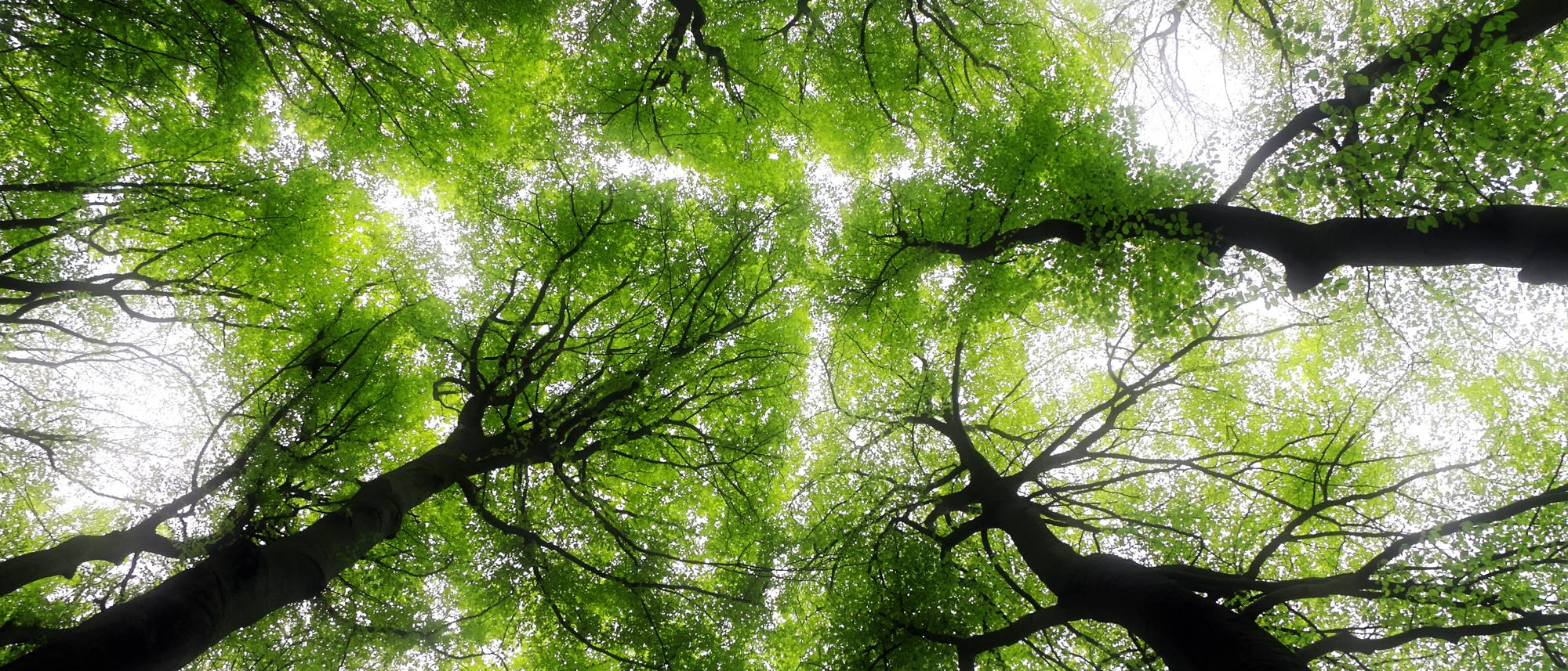 Wald Wald