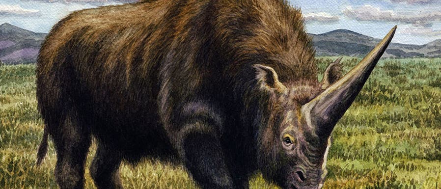 Elasmotherium sibiricum Elasmotherium sibiricum