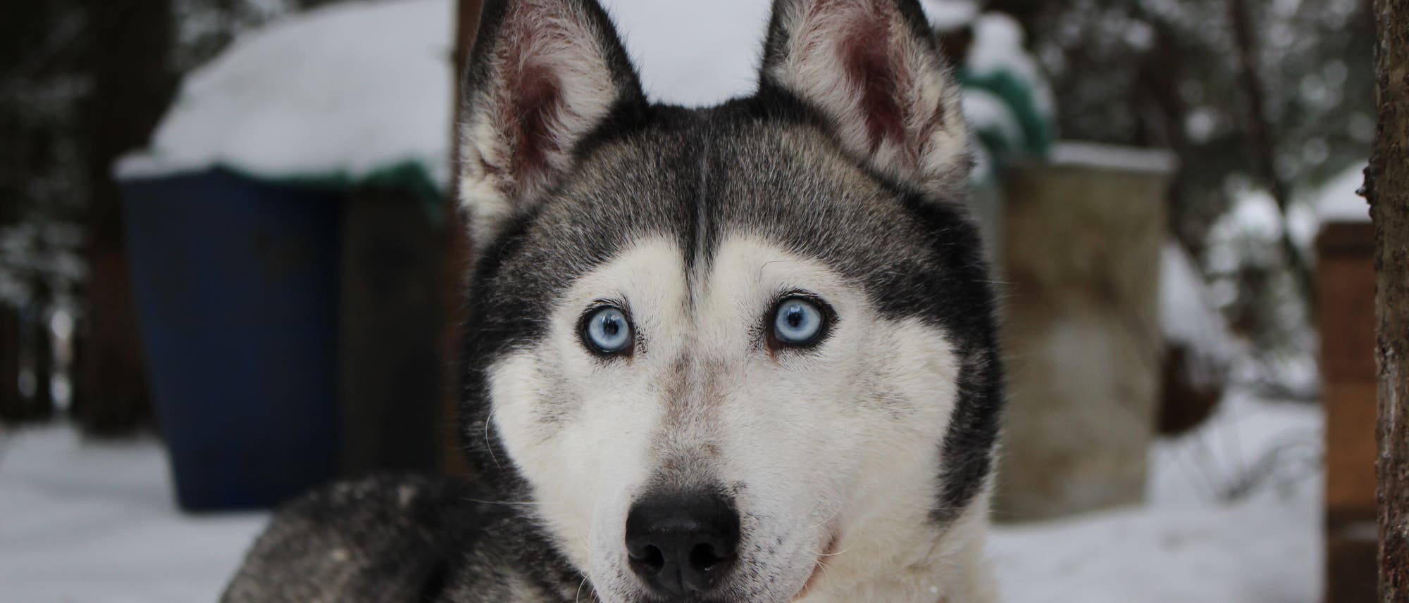 Sibirischer Husky mit blauen Augen Sibirischer Husky mit blauen Augen