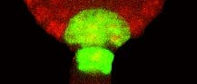 Arabidopsis Arabidopsis