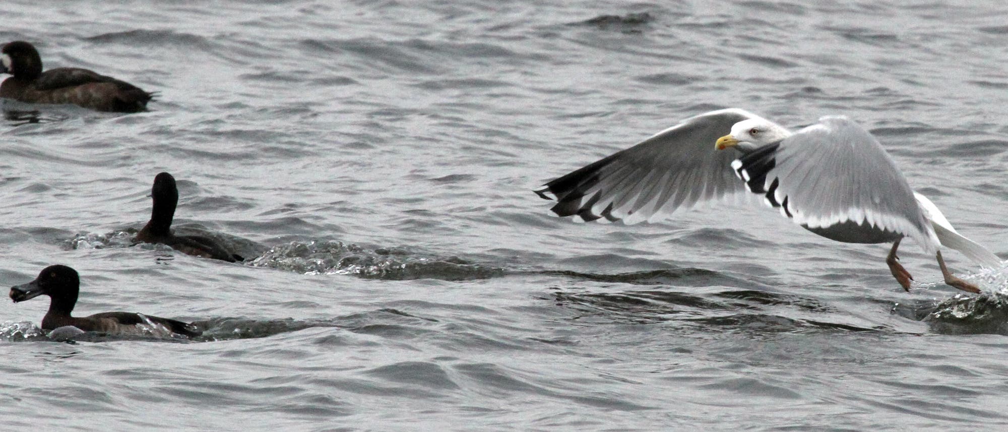 Möwe klaut Ente eine Muschel Möwe klaut Ente eine Muschel