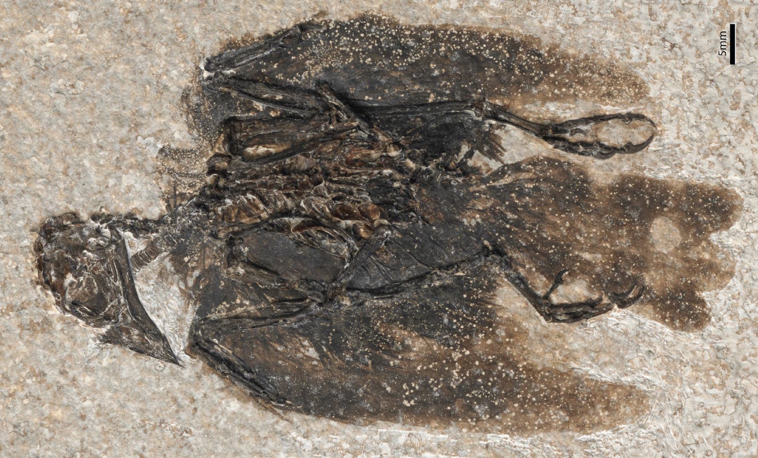 Eofringillirostrum parvulum Eofringillirostrum parvulum