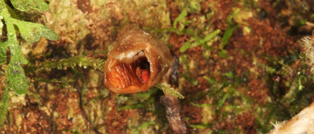 Gastrodia agnicellus Gastrodia agnicellus