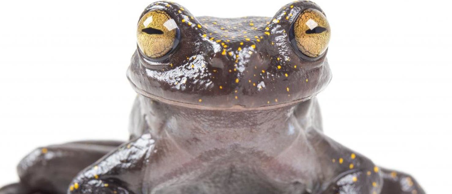Baumfrosch Baumfrosch