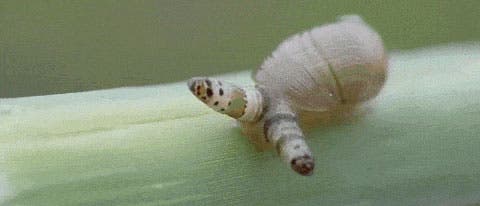 Schnecke befallen mit Leucochloridium paradoxum Schnecke befallen mit Leucochloridium paradoxum