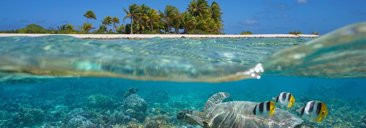 Korallenriffe wie hier in Französisch-Polynesien stellen einen mannigfaltigen Lebensraum für zahlreiche Organismen dar.