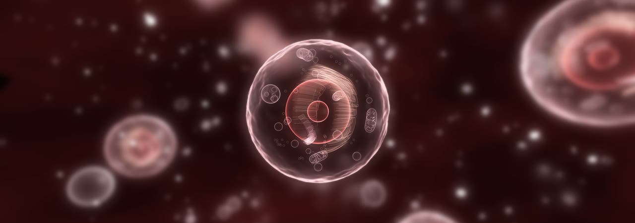 Illustration menschlicher Zellen 