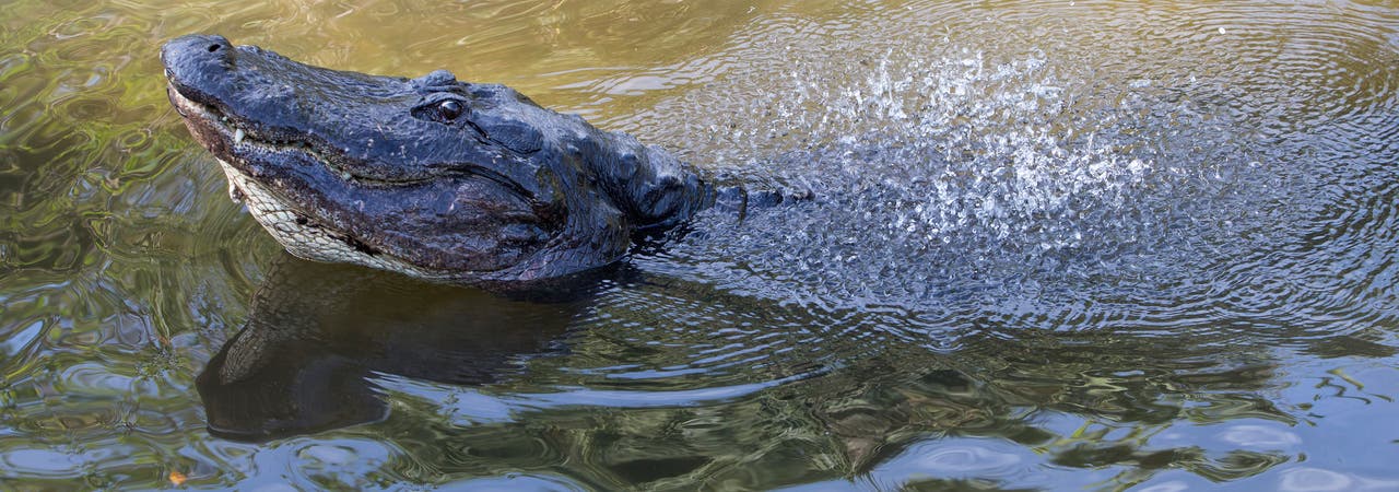 sichtbarer Paarungsruf des Mississippi-Alligators