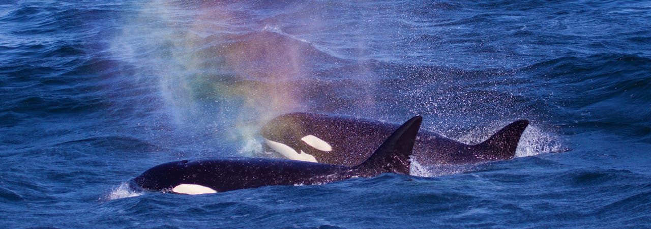 Orcas in der Monterey Bay