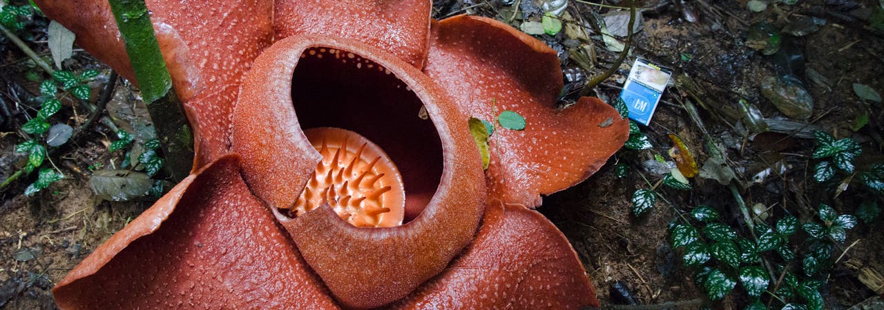 Rafflesia-Blüten ziehen Insekten durch Verwesungsgeruch an