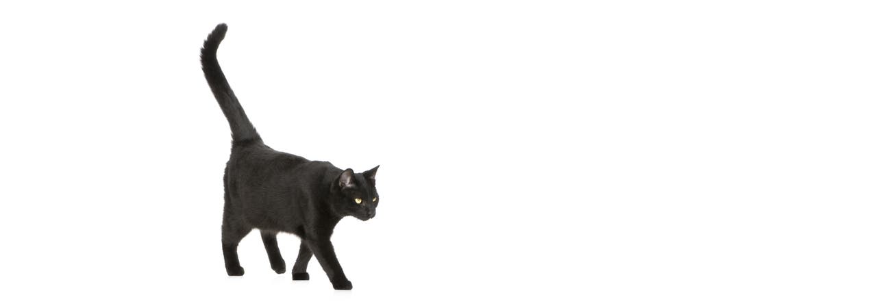 Aberglaube: Schwarze Katze von links bringt Unglück?