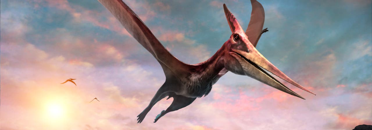Pteranodon im Flug