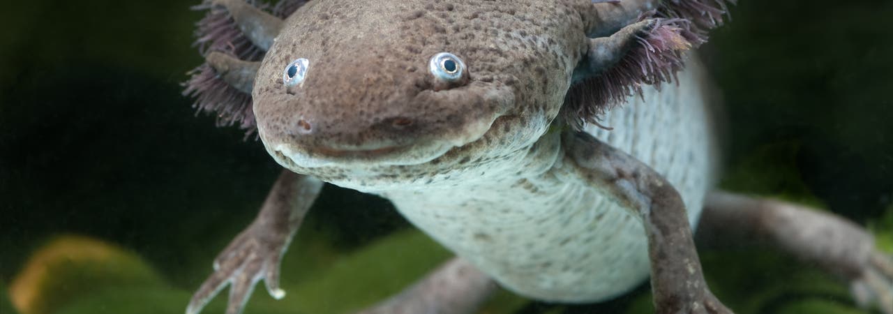 Welche »Wundergene« erlauben dem Axolotl eine Rundumerneuerung?