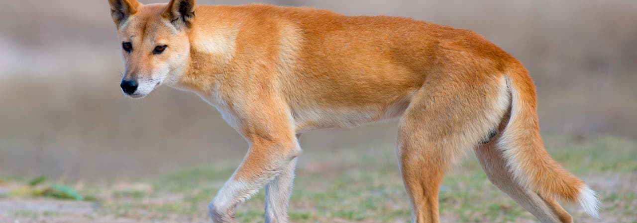 Australischer Dingo im Outback von Queensland