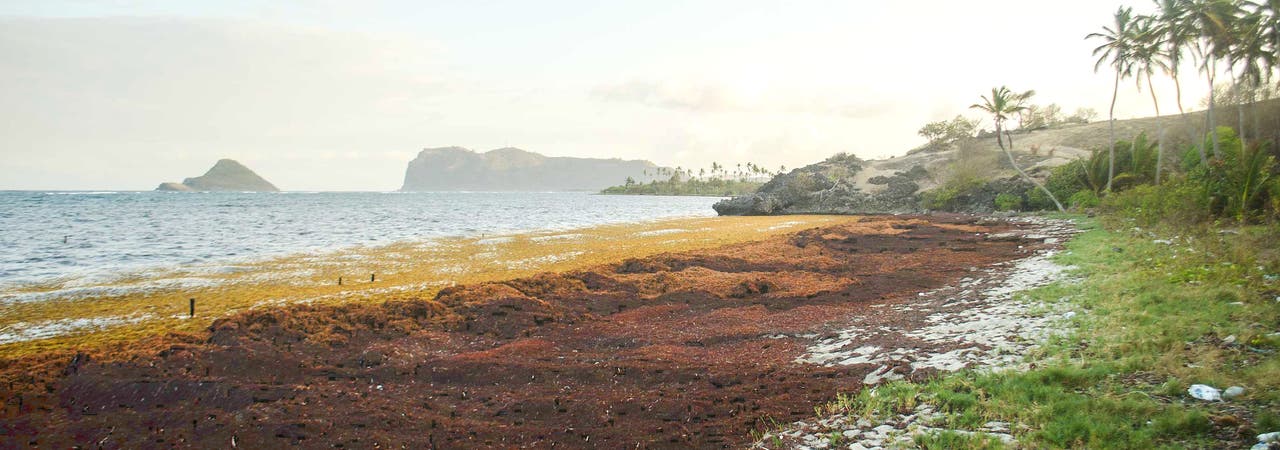 Eine dicke Schicht Sargassum-Braunalgen bedeckt Strand und Wasser auf einer Karibikinsel.