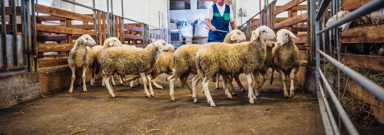 Schafe bei tierärztlicher Untersuchung