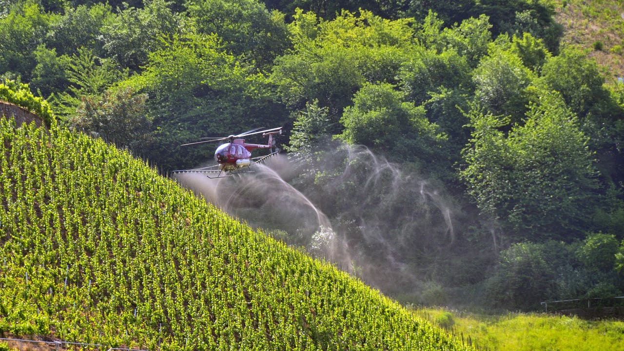Ein roter Hubschrauber sprüht Flüssigkeit über einen steilen Weinberg, umgeben von dichtem, grünem Wald. Die Aktion findet an einem sonnigen Tag statt, was auf landwirtschaftliche Pflege und Pflanzenschutzmaßnahmen hinweist.