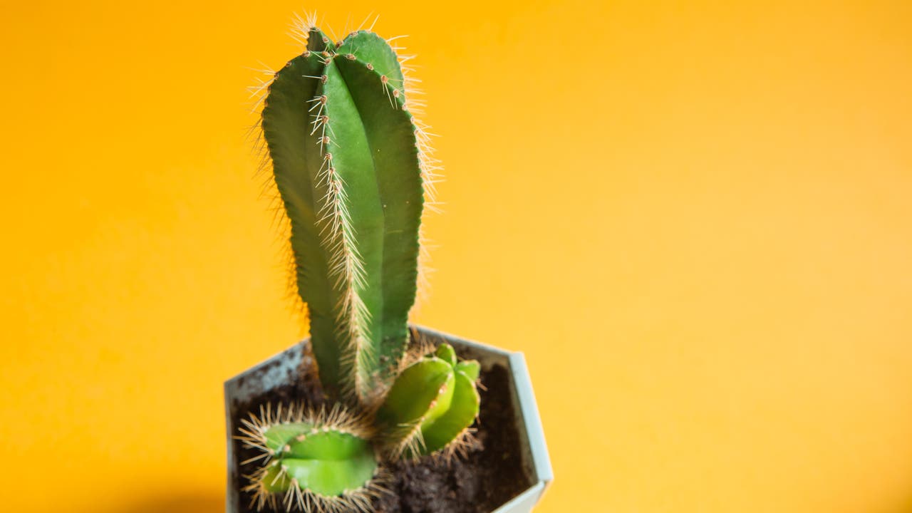 Ein Kaktus in Phallus-Form