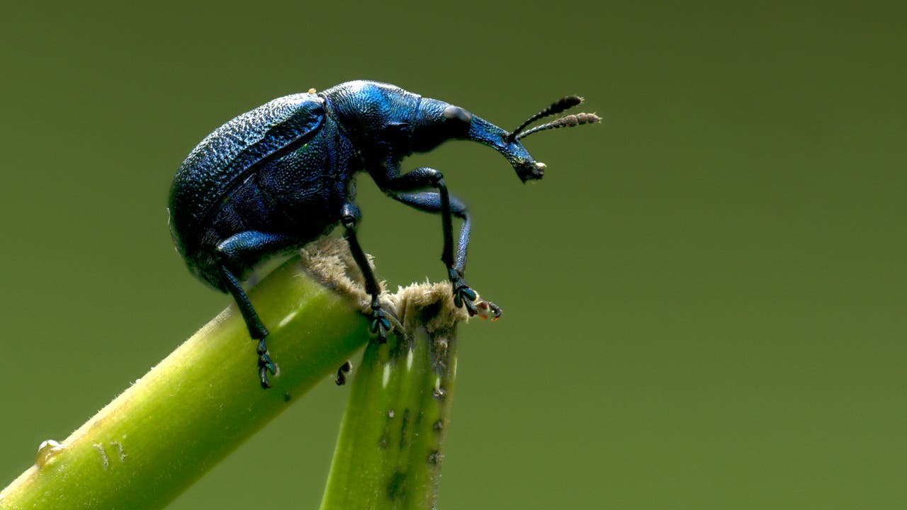 Ein blauer Rüsselkäfer sitzt auf einem grünen Pflanzenstängel vor einem unscharfen, olivgrünen Hintergrund. Der Käfer hat einen langen, gebogenen Rüssel und feine, haarartige Antennen. Der Stängel ist an der Spitze leicht beschädigt.