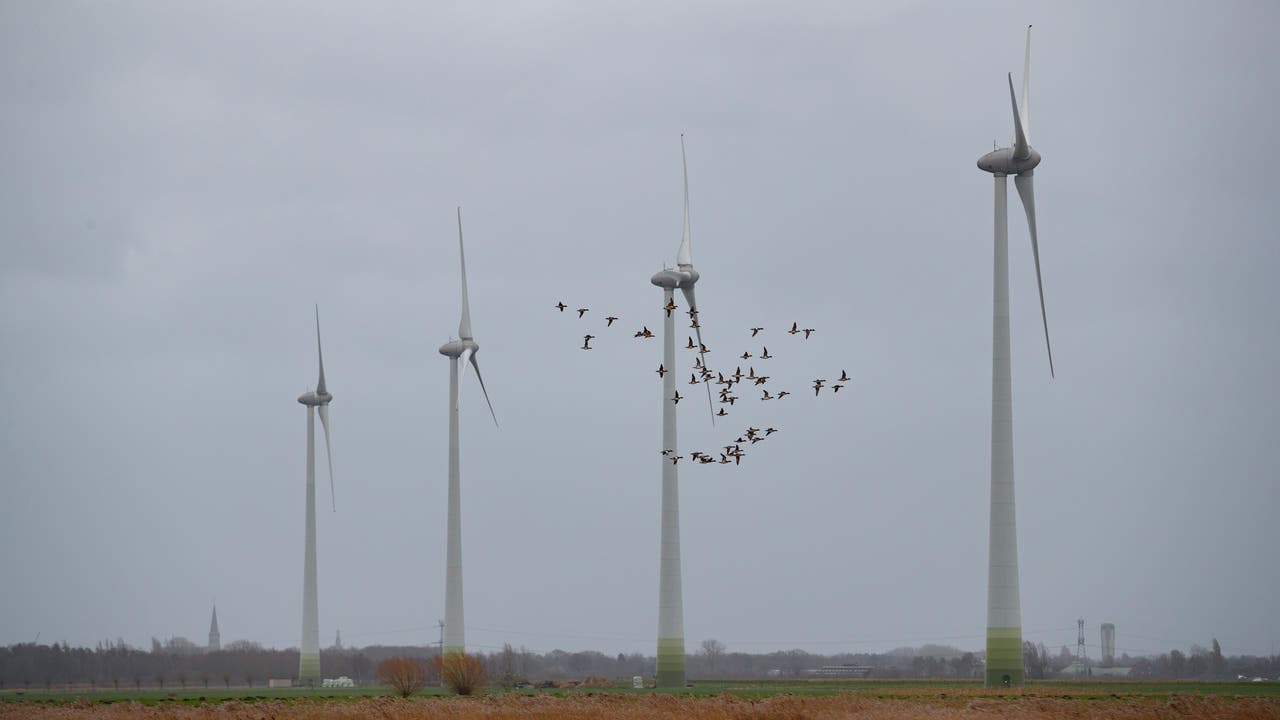 Eine Gruppe von Windkraftanlagen steht auf einem offenen Feld unter einem grauen Himmel. Ein Schwarm Vögel fliegt zwischen den Turbinen hindurch. Im Hintergrund sind Bäume und Gebäude zu sehen. Die Szene vermittelt ein Gefühl von erneuerbarer Energie und Natur im Einklang.