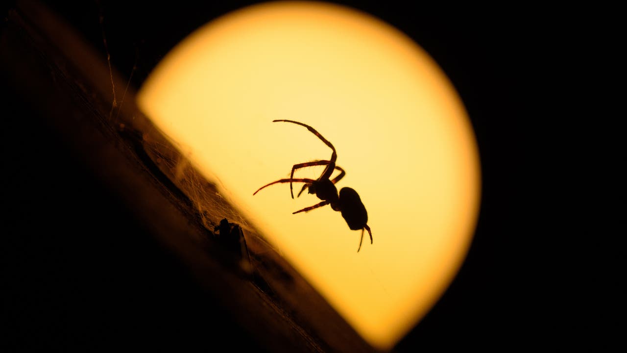 Silhouette einer Spinne, die von dem Vollmond dahinter beleuchtet wird