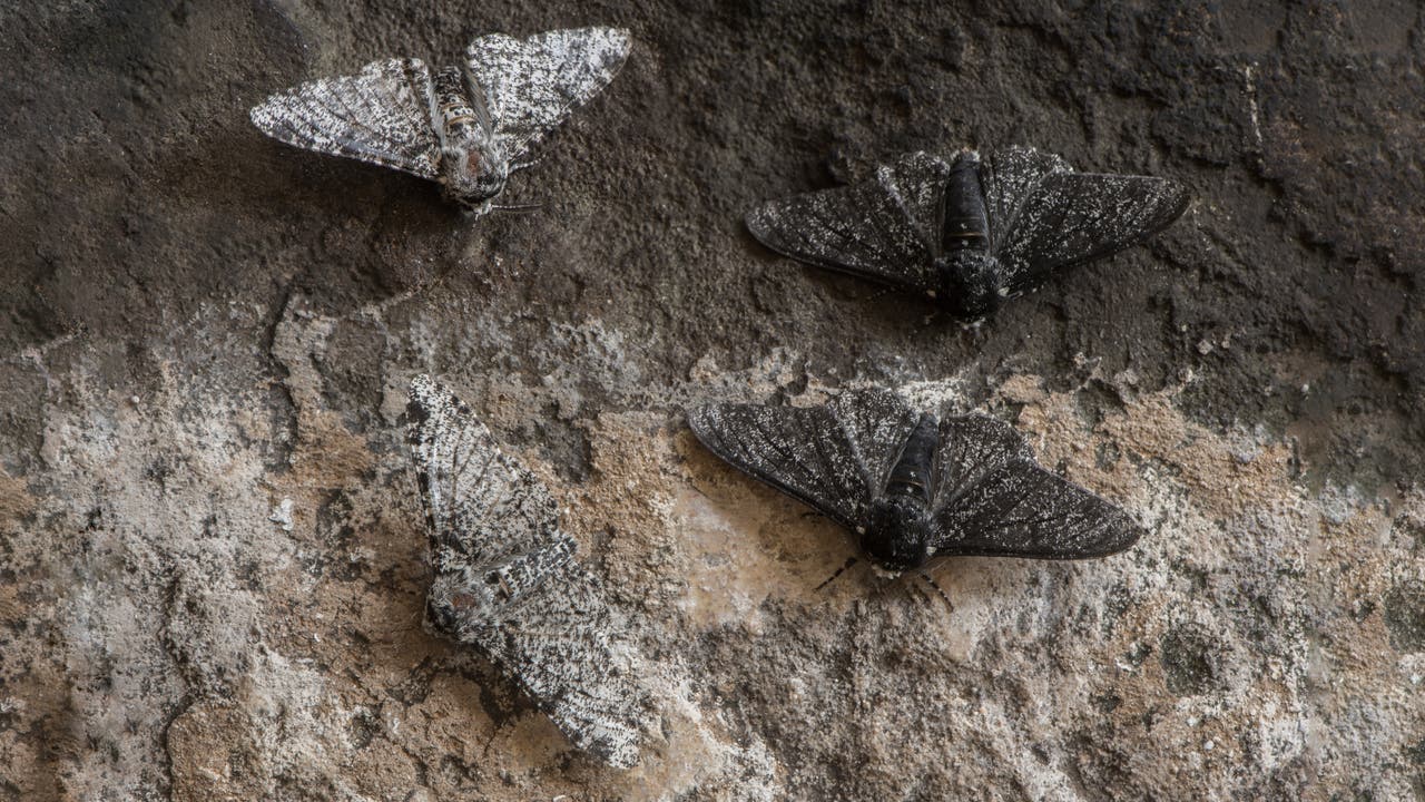 Vier Birkenspanner mit unterschiedlichen Flügelmustern ruhen auf einer rauen Birkenrinde. Zwei Falter haben helle, gesprenkelte Flügel, die sich gut in den Hintergrund einfügen, während die anderen beiden dunklere Flügel haben. Die Szene zeigt die natürliche Tarnung der Birkenspanner in ihrer Umgebung.