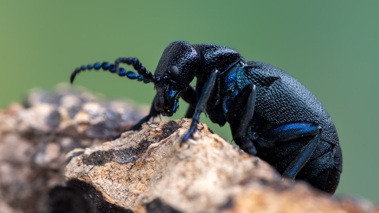 Ein schwarzblau glänzender Käfer mit ausgesprochen dickem Hinterteil krabbelt auf einem Stück Holz. 