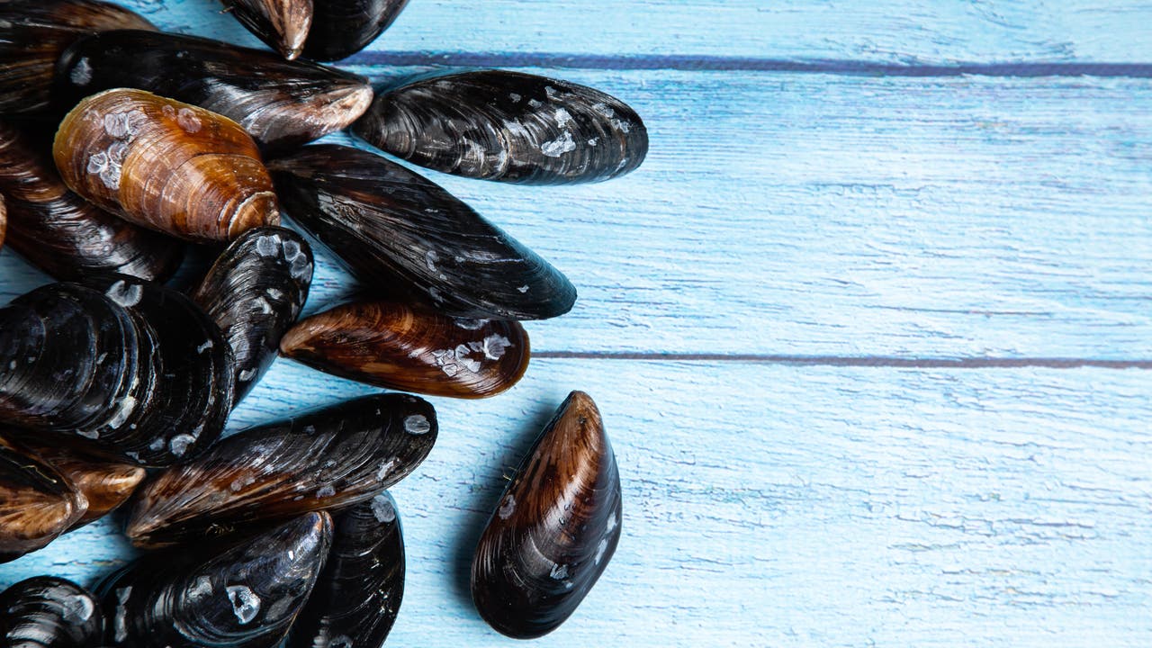 Ein gutes Dutzend frische Miesmuscheln liegt auf einem hellblauen Holztisch