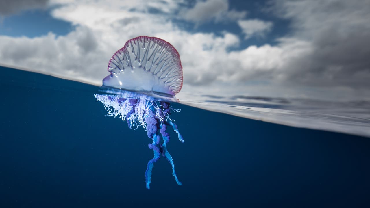 Eine Portugiesische Galeere schwimmt im offenen Meer, halb über und halb unter der Wasseroberfläche. Der transparente, ballonartige Körper ist von rosa und violetten Tönen durchzogen, während die langen, blauen und violetten Tentakel unter der Wasseroberfläche hängen. Der Himmel ist bewölkt.