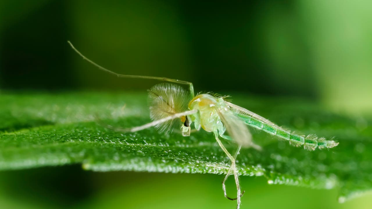 Eine grünliche Zuckmücke sitzt auf einem Blatt. Die Nahaufnahme zeigt die feinen Details der Flügel und Antennen der Mücke. Der Hintergrund ist unscharf und in verschiedenen Grüntönen gehalten, was den Fokus auf das Insekt lenkt.