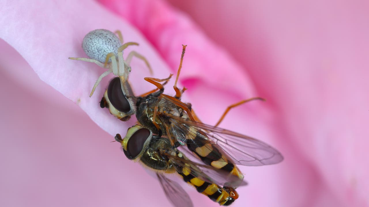 Eine Spinne tötet das Weibchen von zwei Schwebfliegen, die sich gerade auf einem rosafarbenen Blatt gepaart haben