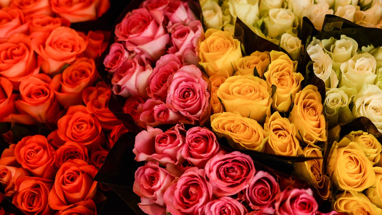 Ein Arrangement aus Rosen in verschiedenen Farben: links leuchtend orange, in der Mitte rosa und rechts gelb und cremefarben. Die Blumen sind dicht gebündelt und bilden ein lebendiges, farbenfrohes Muster.