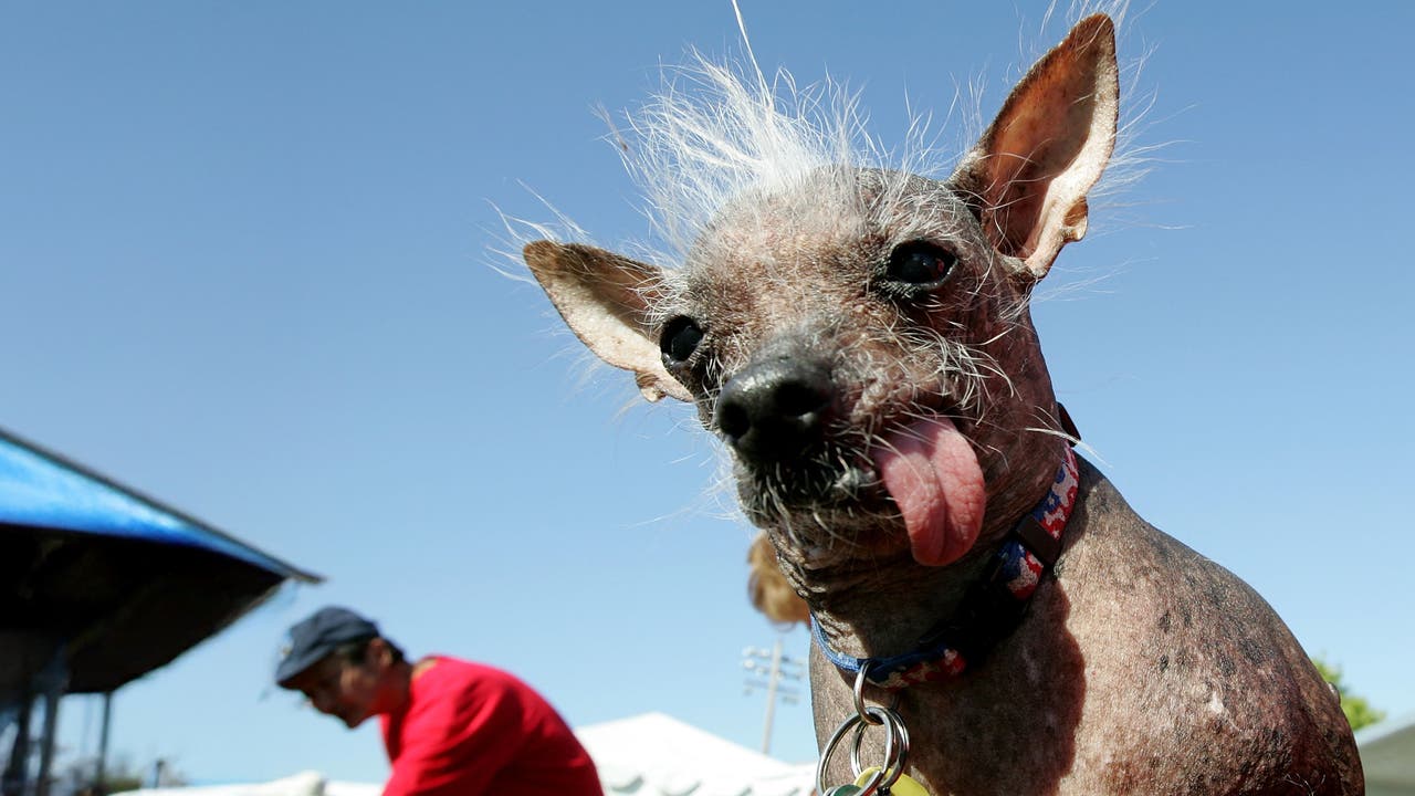Ein Hund mit einem einzigartigen Aussehen, der seine Zunge herausstreckt, steht im Vordergrund eines sonnigen Tages. Weit im Hintergrund ist noch eine Person in einem roten T-Shirt und einer blauen Mütze zu sehen, die sich mit etwas beschäftigt. Der Himmel ist klar und blau.