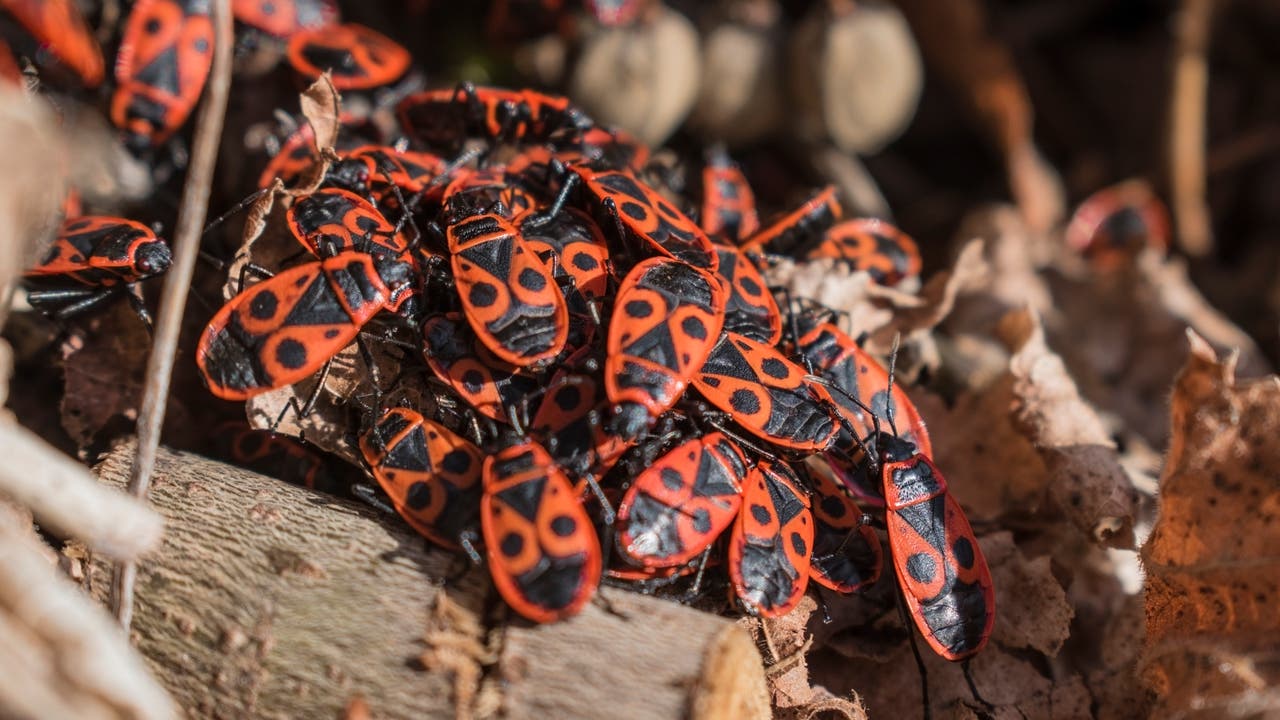 Zahlreiche rot-schwarze Feuerwanzen klettern übereinander und bilden eine Haufen. Ihre Flügel sind rot mit jeweils einem zentralen schwarzen Punkt. Sie sitzen auf Holzresten und braunen Blättern.