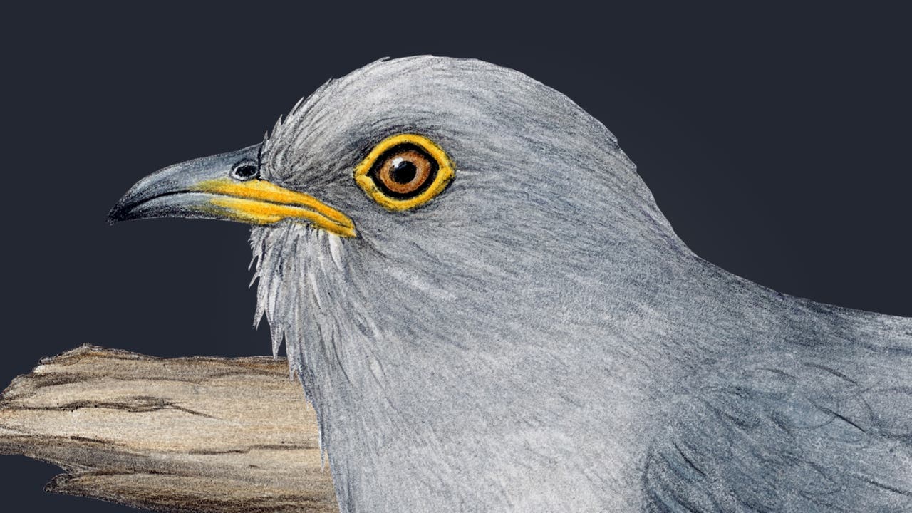Eine detaillierte Illustration eines Kuckucks, der auf einem Ast sitzt. Der Vogel hat graue Federn mit einem leicht bläulichen Schimmer und gelbe Augen. Die Flügel sind lang und schmal, und der Schwanz ist ebenfalls lang. Der Ast ist braun und knorrig. Die Darstellung betont die natürlichen Farben und die Struktur des Vogels.