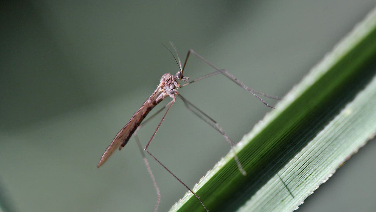 Eine graue Wintermücke sitzt auf einem grünen Blatt. Sie hat lange Fühler, lange, filigrane Beine und einen kleinen Kopf. Der Hinterleib ist gestreift.