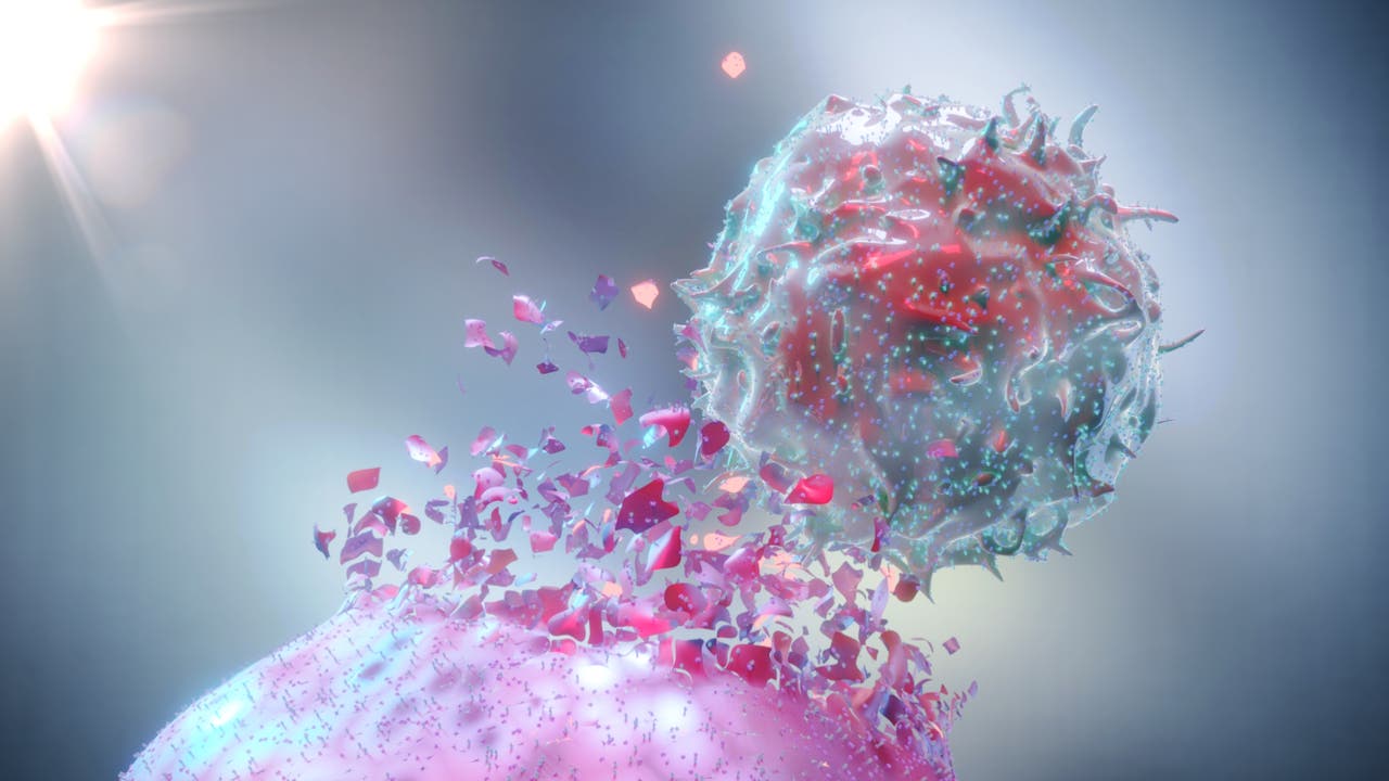 3-D-Darstellung einer natürlichen Killerzelle (NK-Zelle), die eine Krebszelle zerstört. 