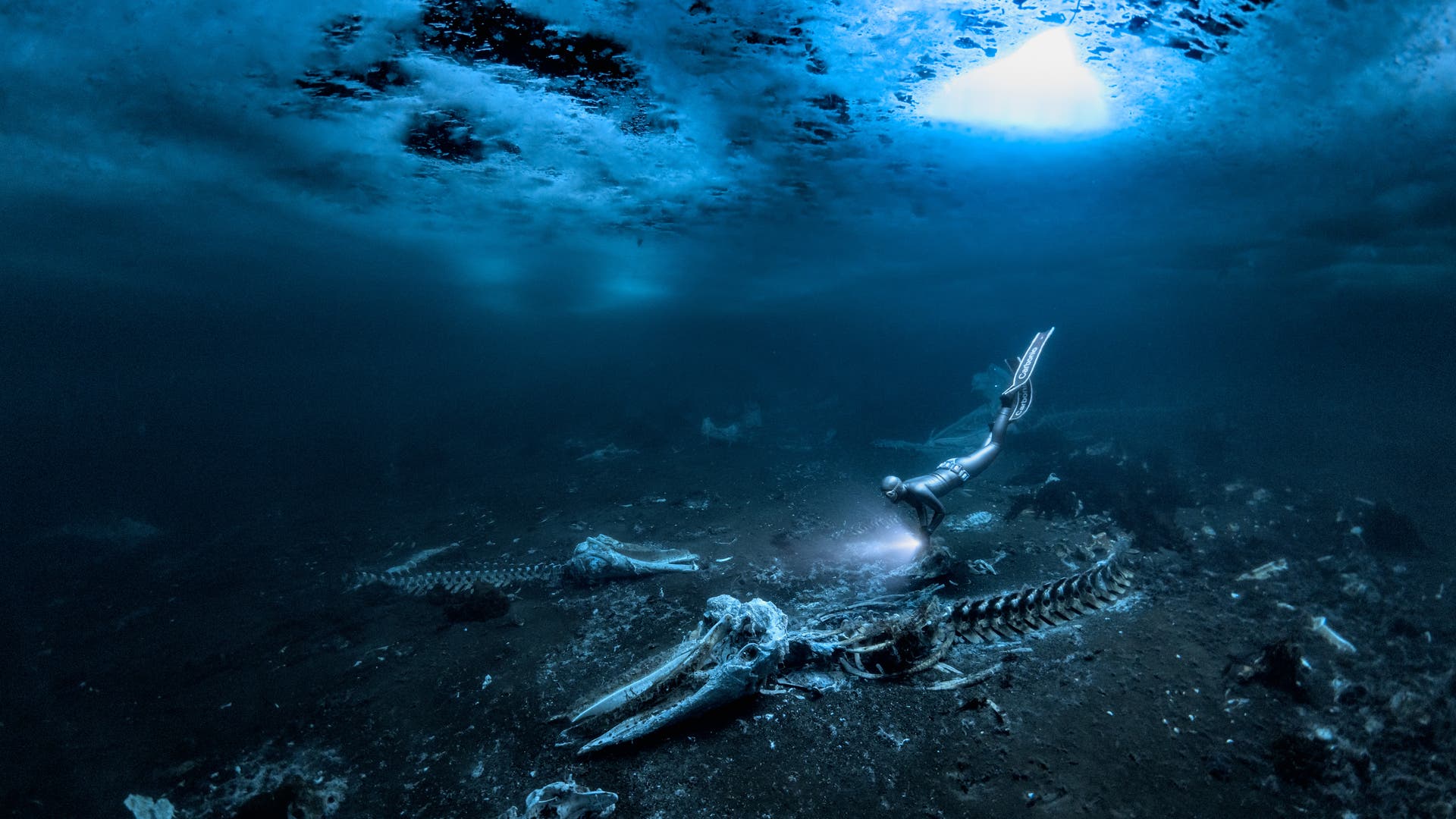 Ein Apnoetaucher taucht mit einer Taschenlampe über am Boden liegenden Skeletten von Minkwalen.