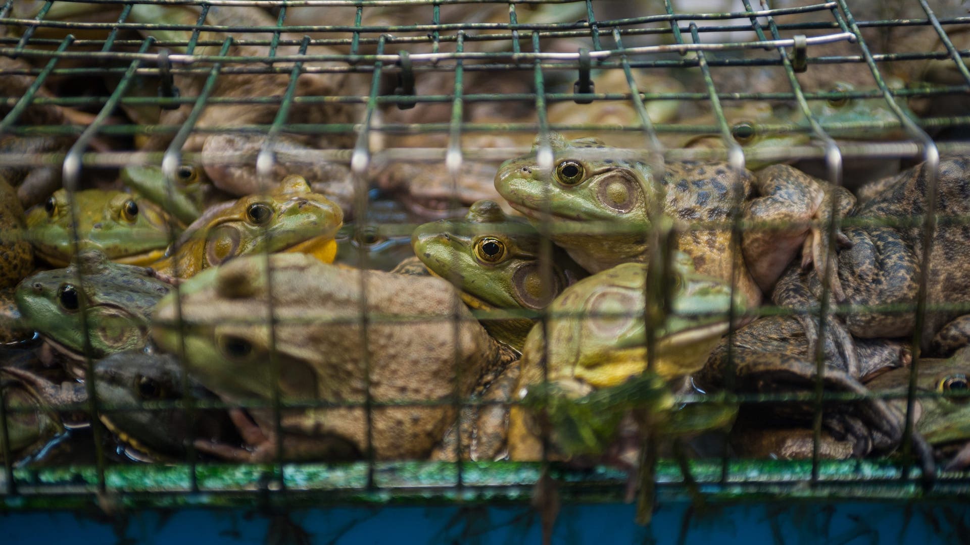 Melindungi spesies: Kelaparan katak di Eropa memiliki konsekuensi yang mengerikan