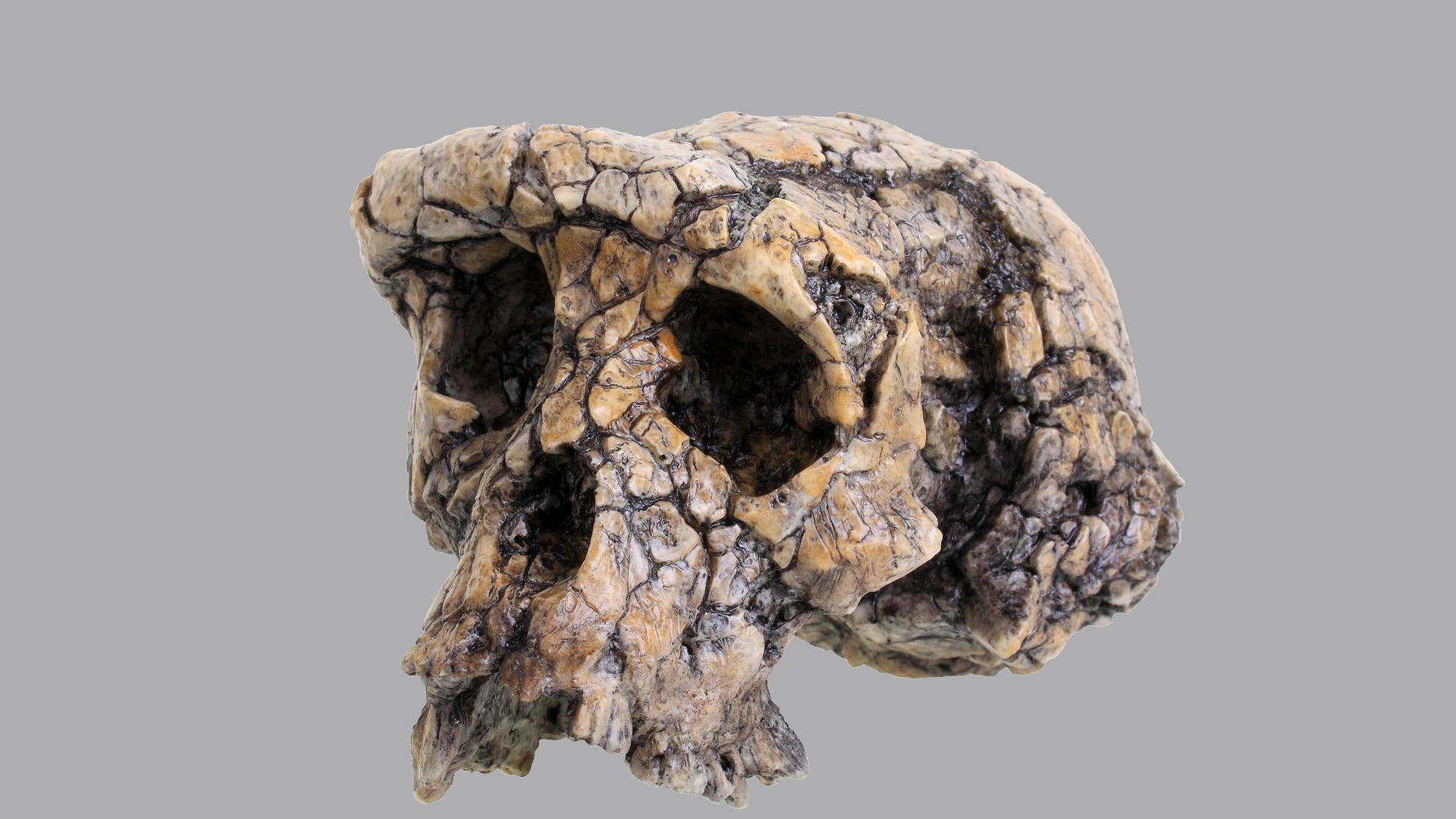 Aufrechter-Gang-War-dieses-Fossil-doch-der-lteste-Vorfahre-des-Menschen-