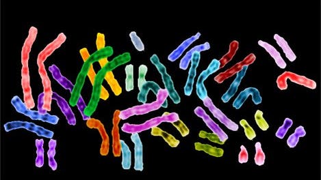 genetische Verknüpfung zweier Gene auf einem Chromosom