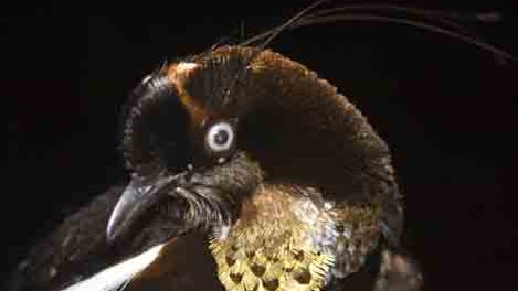 Berlepsch-Paradiesvogel im Profil