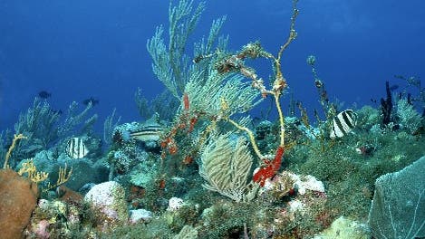 Riff rund um den Unterwasserberg Sabas