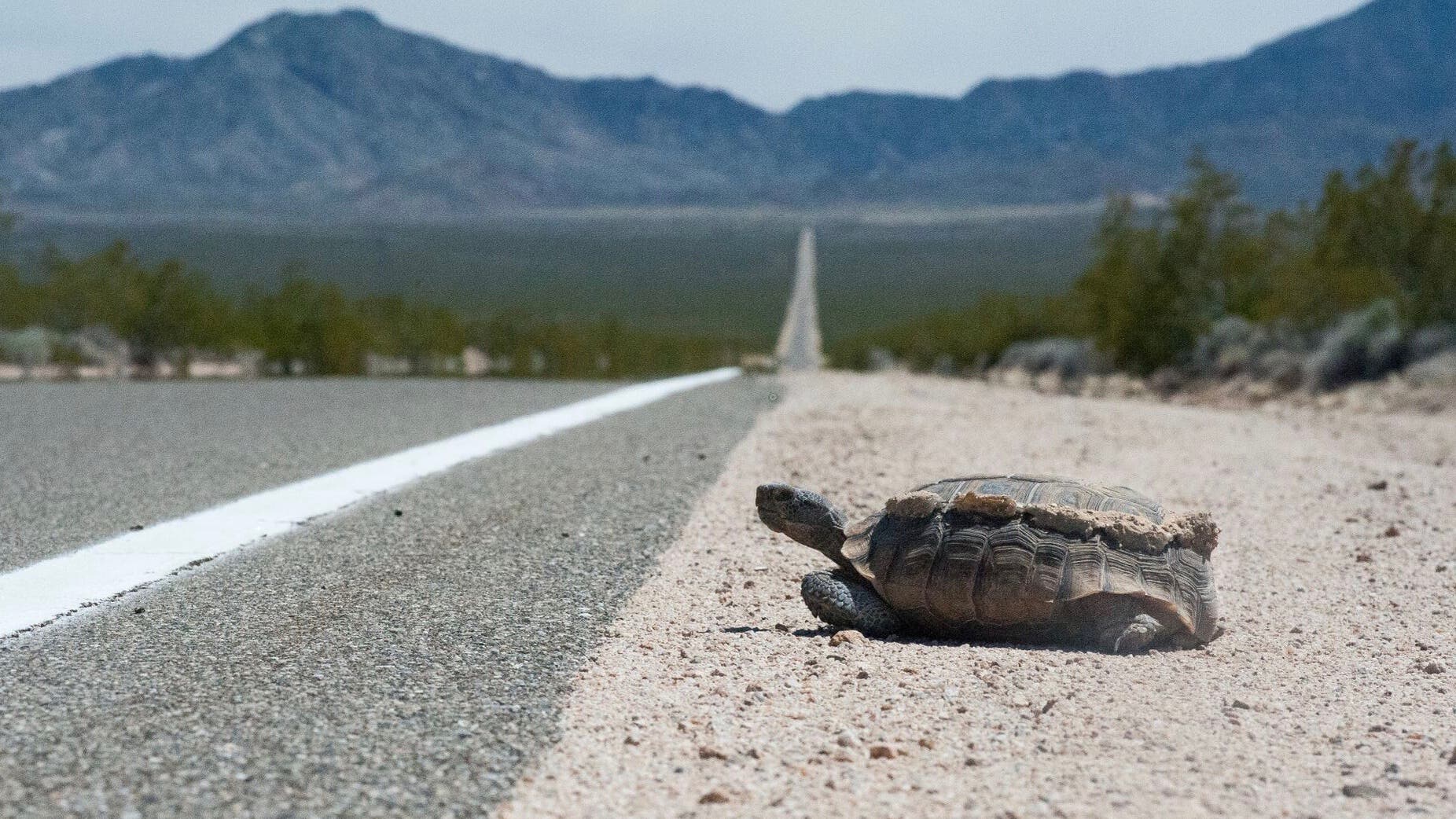 Kalifornische Gopherschildkröte am Straßenrand