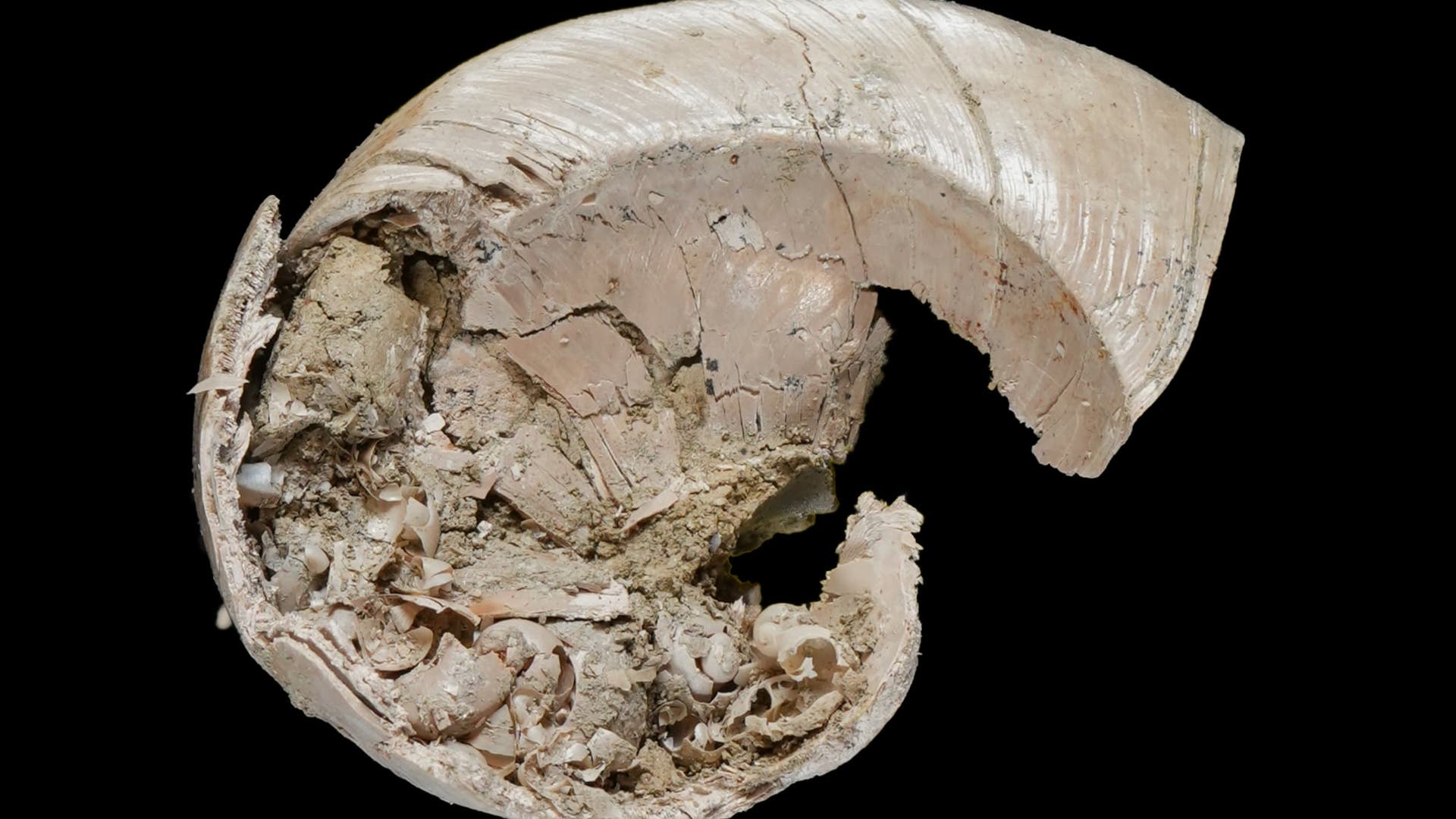Eine fossile Muschel, die teilweise beschädigt ist, auf schwarzem Hintergrund. Die Schale zeigt sichtbare Schichten und Ablagerungen von Sedimenten. Rechts unten befindet sich eine Maßstabsleiste mit der Beschriftung "1 cm".