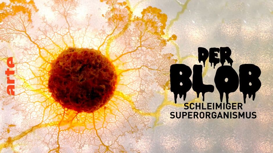 Der Blob: Schleimiger Superorganismus - Spektrum der Wissenschaft