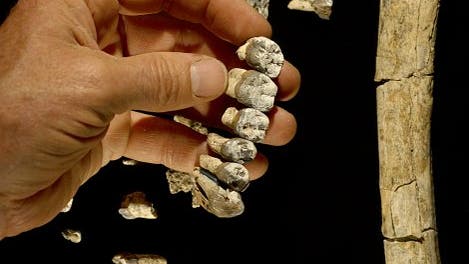 <i>Australopithecus anamensis</i>