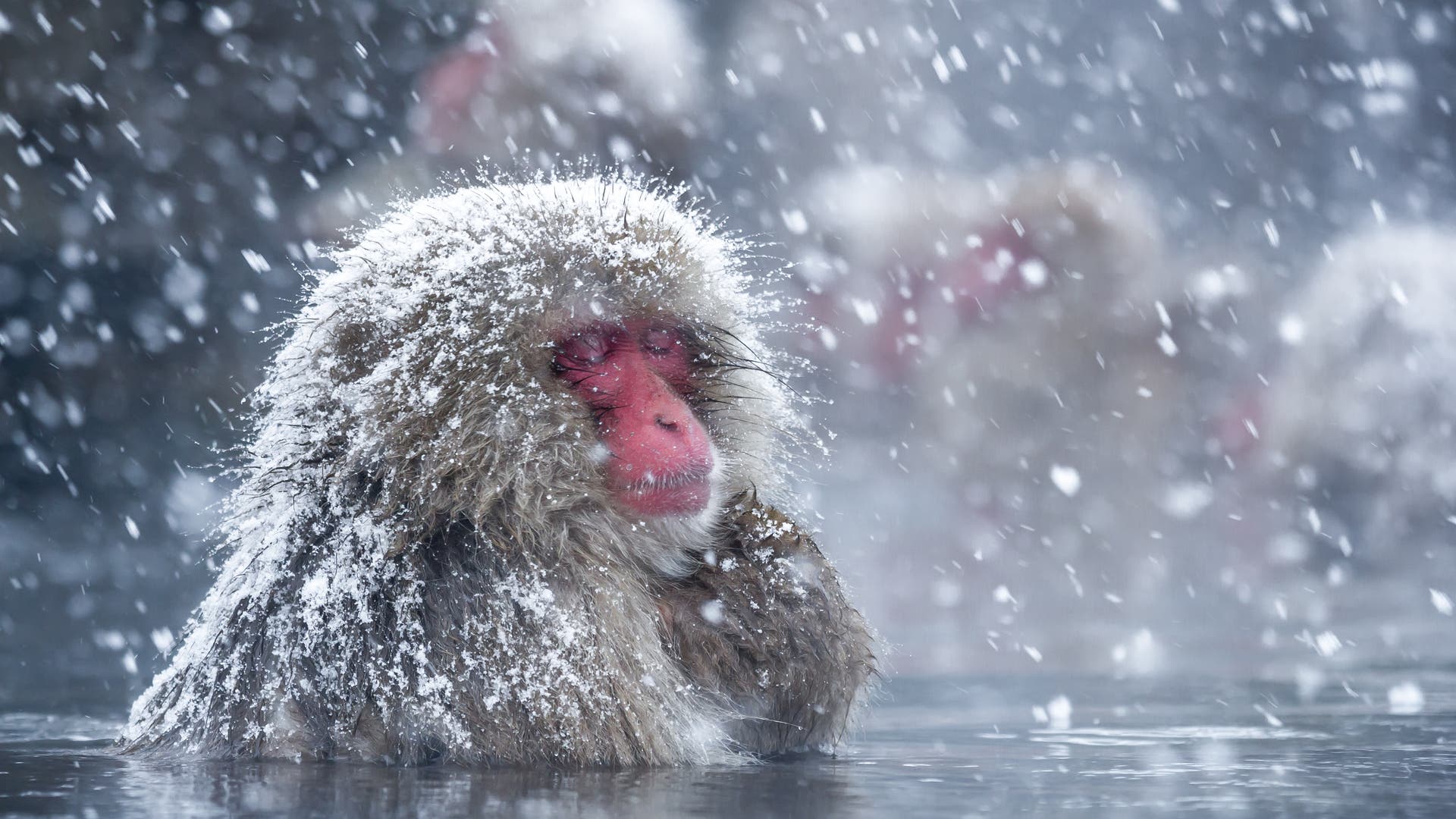 Ein Japanmakak bei Schnee in heißer Quelle