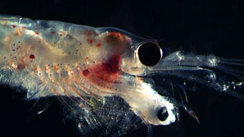 Krill beim Verspeisen einer Fischlarve
